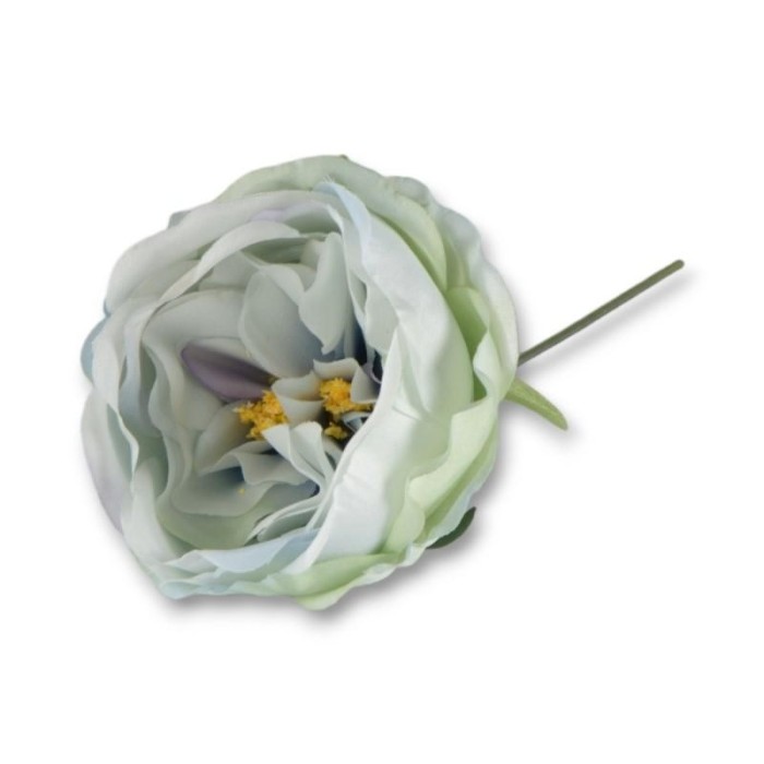 PEONIA CELESTE STELO 10CM